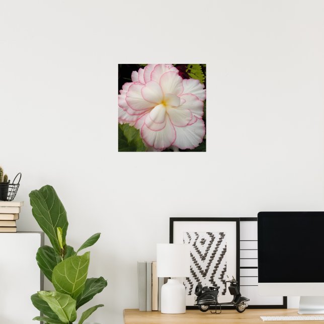 Weißer Tuberer Begonia Bloom Floral Poster (Heimbüro)