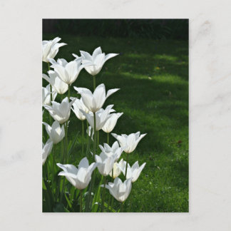 Weißer Tulpensonnenschein Postkarte