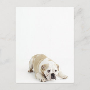 Weißer und bräunlicher Bulldogge Postkarte