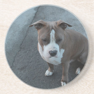 Weißer und grauer Pitbull auf Beton Getränkeuntersetzer
