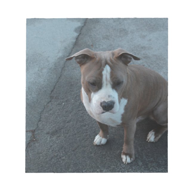 Weißer und grauer Pitbull auf Beton Notizblock (Vorderseite)