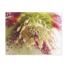 Weißer und Lila Hellebore