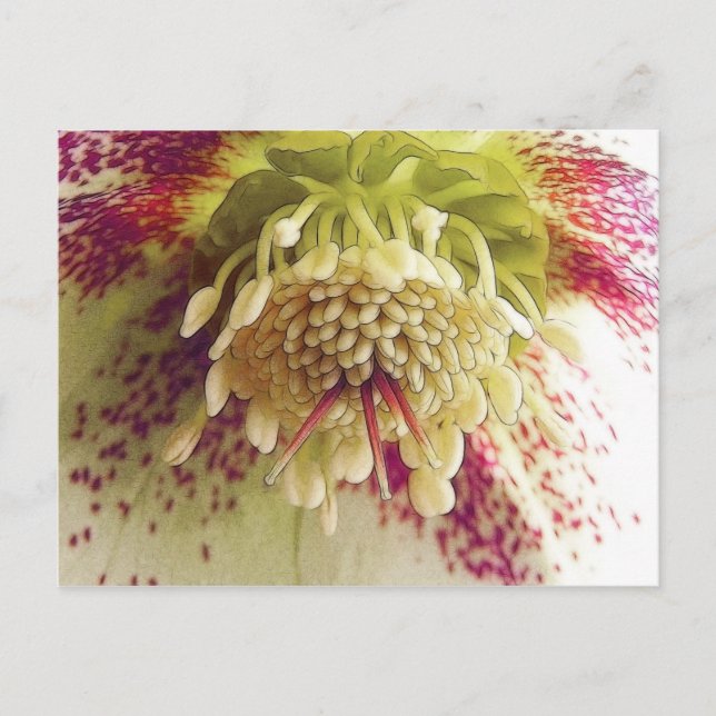 Weißer und Lila Hellebore Postkarte (Vorderseite)