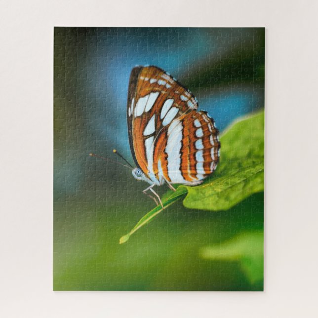Weißer und orange gestreifter Schmetterling (Vertikal)