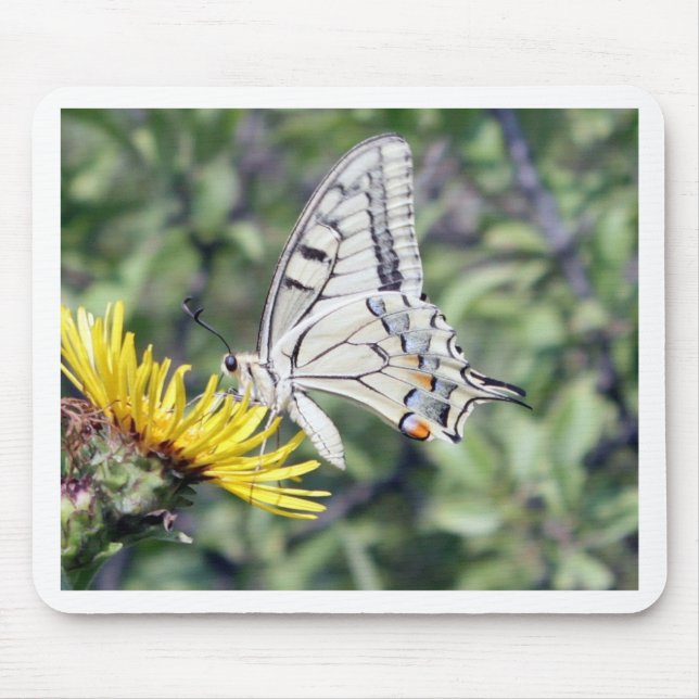 Weißer und schwarzer Schmetterling mit roten Fleck Mousepad (Vorne)
