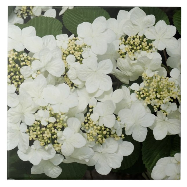Weißer Viburnum Fliese (Vorderseite)