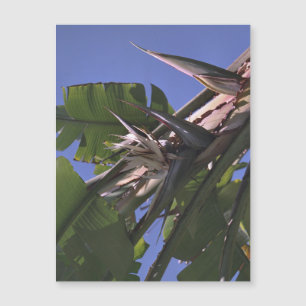 Weißer Vogel des Paradieses - Magnet des Fotos