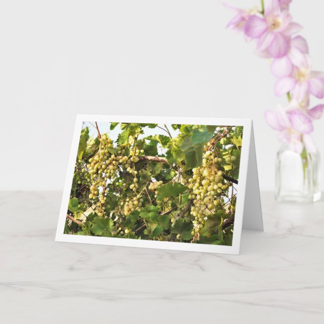 Weißer Weintraub auf Zaun Karte (Orchidee)