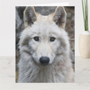 WEISSER WOLF FOTOGRAFIE GEBURTSTAGSKARTE KARTE