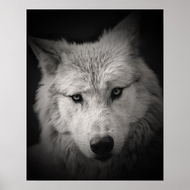 Weißer Wolf Schwarzes Weißes Foto Poster (Vorne)