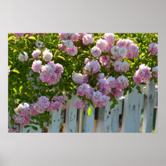 Weißer Zaun mit Rose Poster