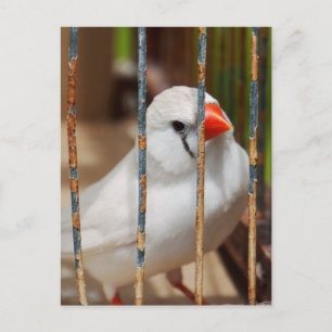 Weißer Zebrafink-Vogel im Käfig Postkarte