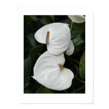 Weißes Anthurium Blooms Fotografisch