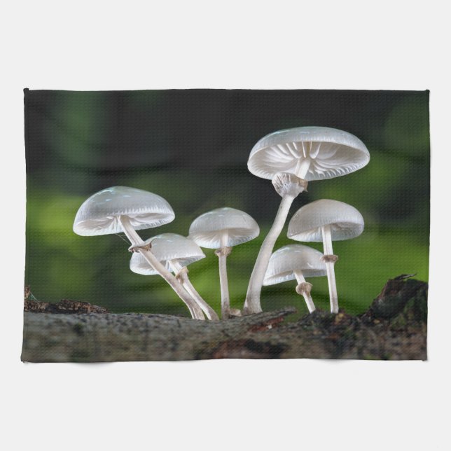 Weißes Austernpilz Geschirrtuch (Horizontal)