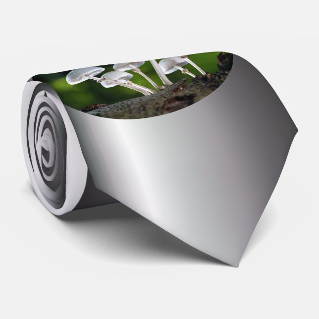 Weißes Austernpilz Krawatte (Gerollt)