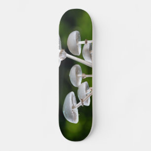 Weißes Austernpilz Skateboard