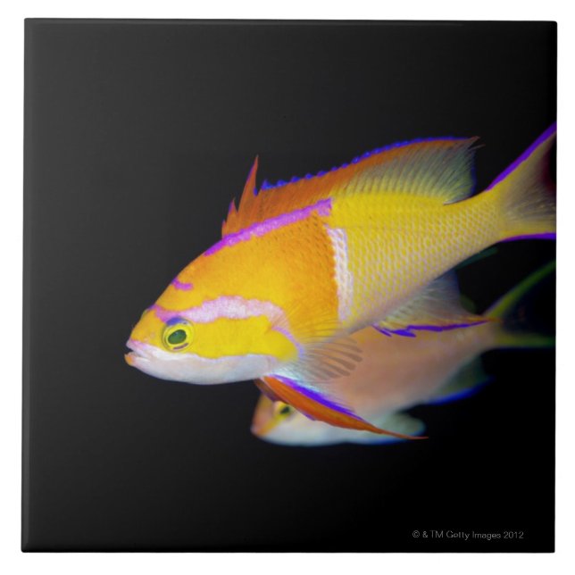 Weißes Bar Anthias Fliese (Vorderseite)