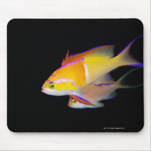 Weißes Bar Anthias Mousepad