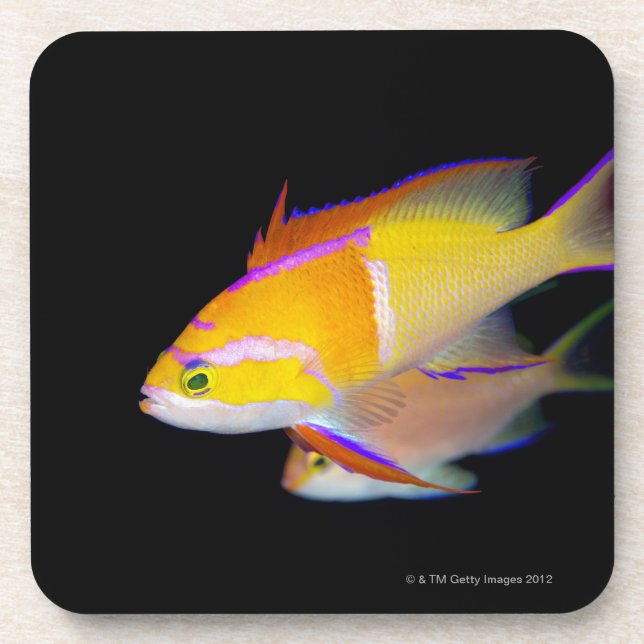 Weißes Bar Anthias Untersetzer (Vorderseite)