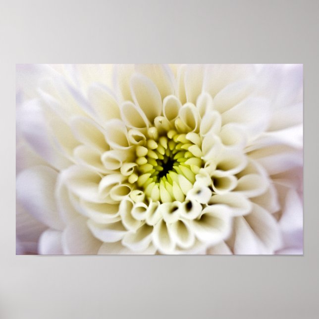 Weißes Blume-Poster Poster (Vorne)