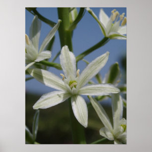 Weißes Blumen-Plakat Poster