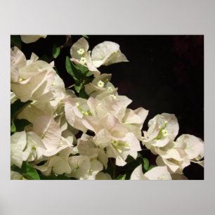 Weißes Bouganvilla-Blumen-Plakat Poster