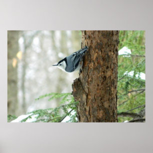 Weißes Breasted Kleiber-Winter-Plakat Poster