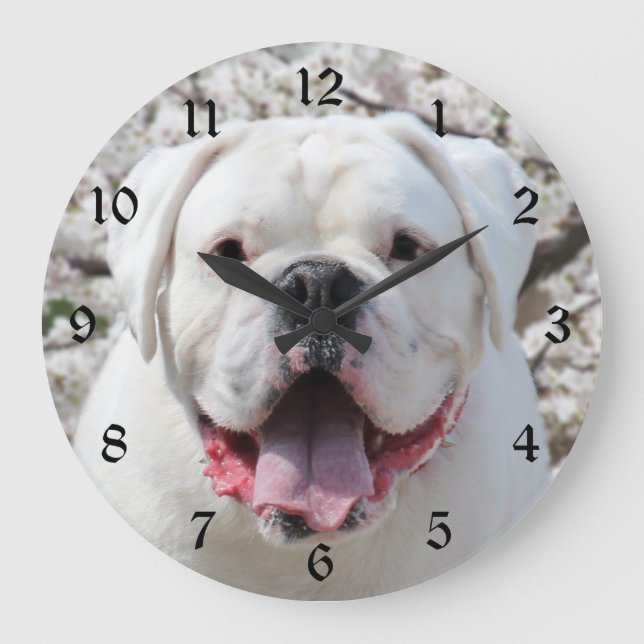 Weißes Bulldoggesicht Große Wanduhr (Vorderseite)