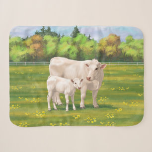 Weißes Charolais Kuh und Niedliches Rindfleisch Ri Sherpadecke