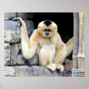 Weißes Cheeked Gibbon-(2264) Plakat