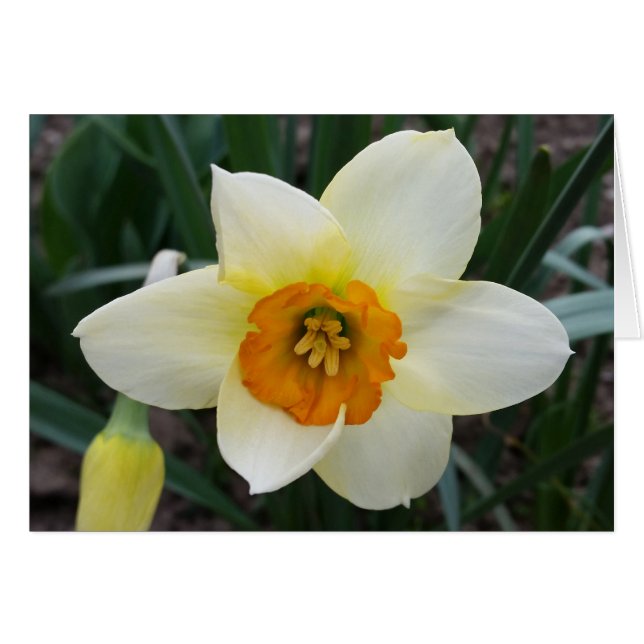 weißes Daffodialglühen (Vorderseite (Horizontal))