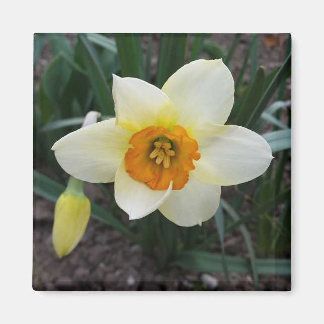 weißes Daffodialglühen Magnet (Vorne)