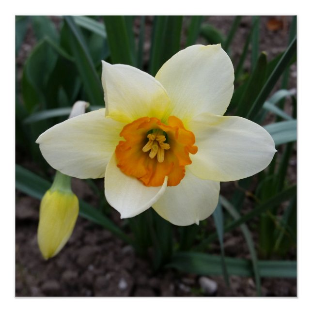 weißes Daffodialglühen Poster (Vorderseite)