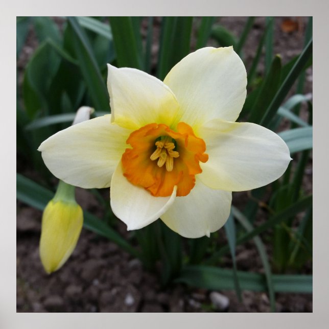 weißes Daffodialglühen Poster (Vorne)
