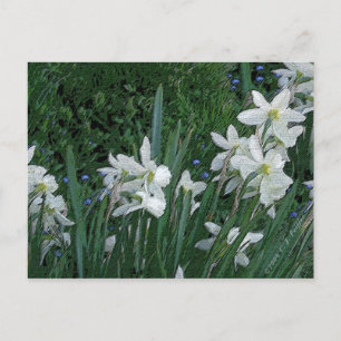'Weißes Daffodil' Postkarte