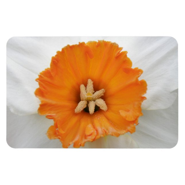 Weißes Daffodil Premium Magnet (Horizontal)