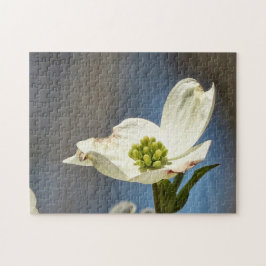 Weißes Dogwood Bloom