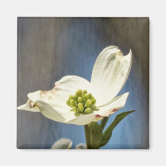 Weißes Dogwood Bloom Magnet (Vorne)
