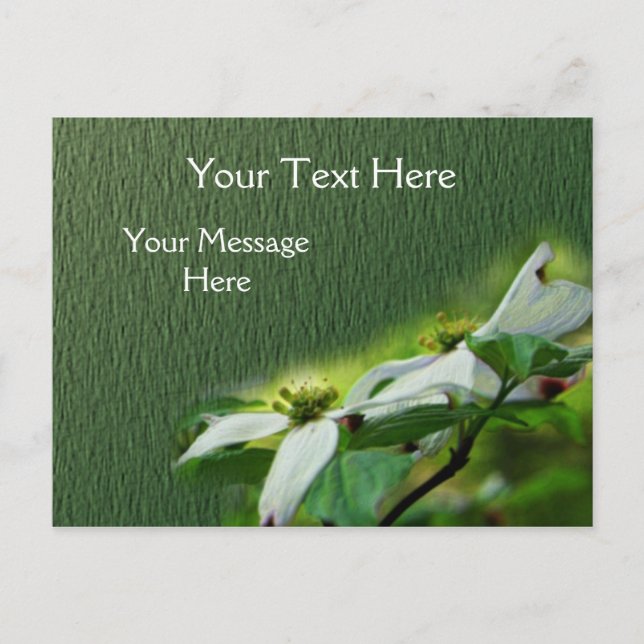 Weißes Dogwood blüht Blume Postkarte (Vorderseite)