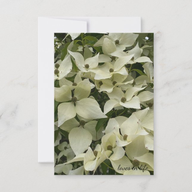 Weißes Dogwood-Blume Mitteilungskarte (Vorderseite)