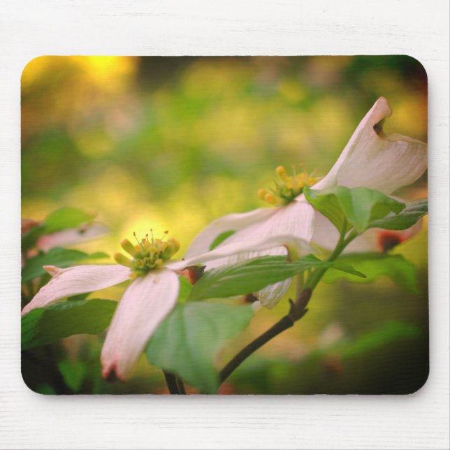 Weißes Dogwood-Blume Mousepad (Vorne)
