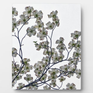 Weißes Dogwood Fotoplatte