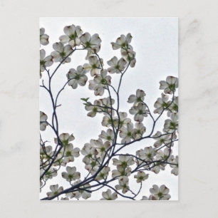Weißes Dogwood Postkarte