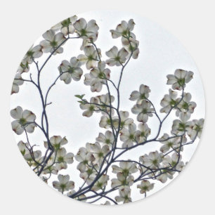 Weißes Dogwood Runder Aufkleber