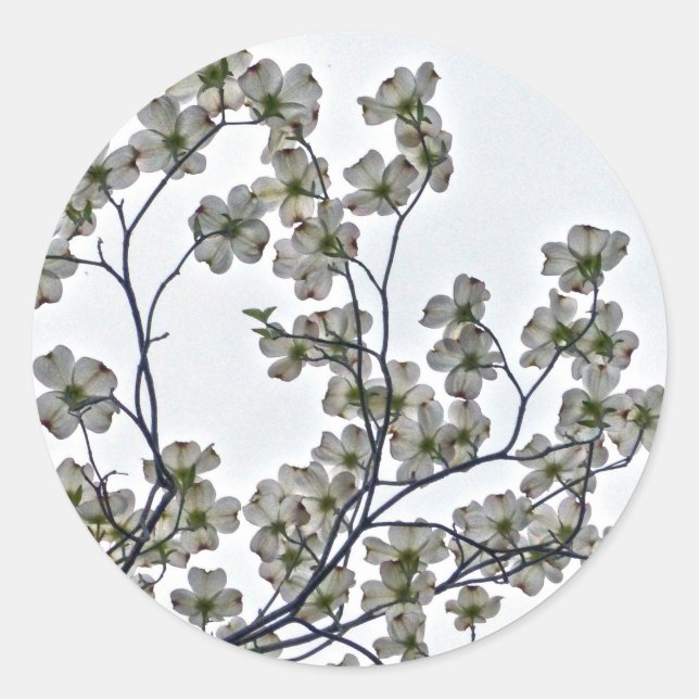 Weißes Dogwood Runder Aufkleber (Vorderseite)