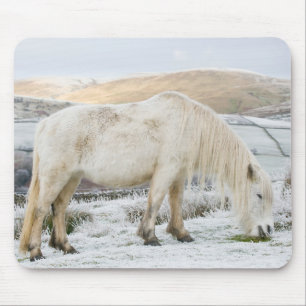 Weißes Fell-Pony auf dem Moor im Winter Mousepad
