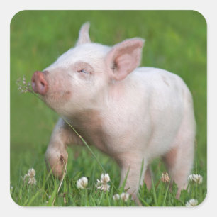Weißes Ferkel schnüffelt eine Blume Quadratischer Aufkleber