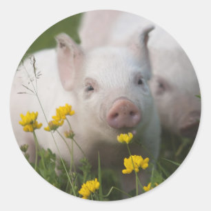 Weißes Ferkel umgeben durch gelbe Blumen Runder Aufkleber