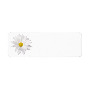 Weißes Gänseblümchen-Blumen-Hintergrund