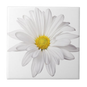 Weißes Gänseblümchen-Blumen-Hintergrund Fliese